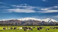 Berlibur di Selandia Baru: Aktivitas Outdoor Paling Seru 2025